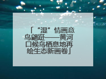 “湿”情画意鸟翩跹——黄河口候鸟栖息地再绘生态新画卷