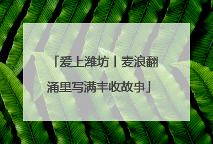 爱上潍坊丨麦浪翻涌里写满丰收故事