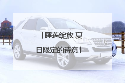 睡莲绽放 夏日限定的诗意
