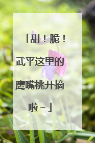 甜！脆！武平这里的鹰嘴桃开摘啦～