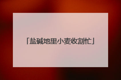 盐碱地里小麦收割忙