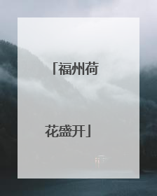 福州荷花盛开