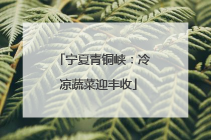 宁夏青铜峡：冷凉蔬菜迎丰收