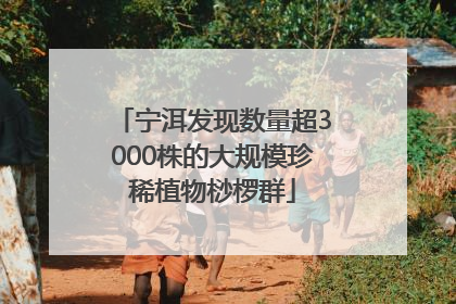 宁洱发现数量超3000株的大规模珍稀植物桫椤群