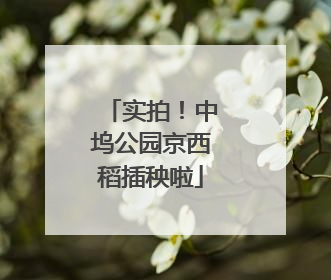 实拍！中坞公园京西稻插秧啦