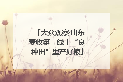 大众观察·山东麦收第一线丨“良种田”里产好粮