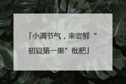 小满节气，来尝鲜“初夏第一果”枇杷