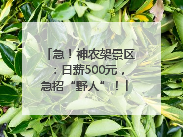急！神农架景区：日薪500元，急招“野人”！