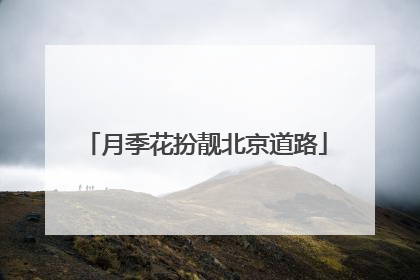 月季花扮靓北京道路