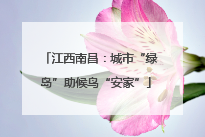 江西南昌：城市“绿岛”助候鸟“安家”
