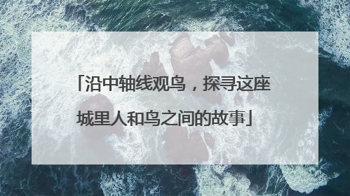 沿中轴线观鸟，探寻这座城里人和鸟之间的故事