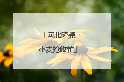 河北隆尧：小麦抢收忙