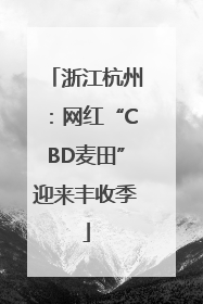 浙江杭州：网红“CBD麦田”迎来丰收季