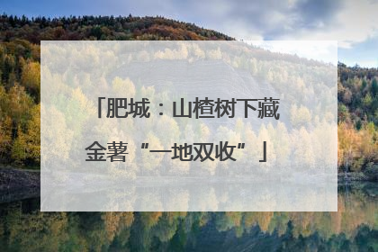 肥城：山楂树下藏金薯“一地双收”