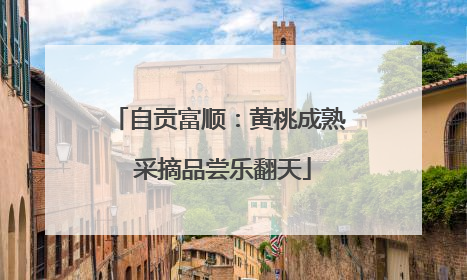 自贡富顺：黄桃成熟 采摘品尝乐翻天