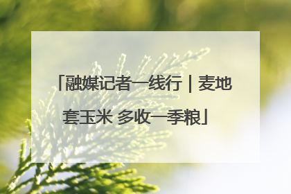 融媒记者一线行｜麦地套玉米 多收一季粮