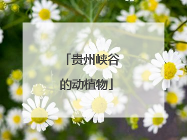 贵州峡谷的动植物