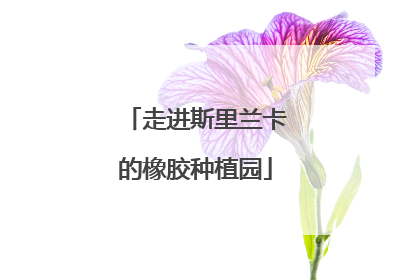 走进斯里兰卡的橡胶种植园