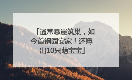 通常悬崖筑巢，如今首钢园安家！还孵出10只萌宝宝