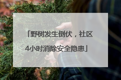 野树发生倒伏，社区4小时消除安全隐患