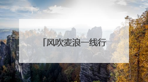 风吹麦浪一线行｜抢！河北小麦大规模机收作业正式拉开帷幕