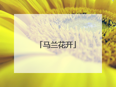 马兰花开