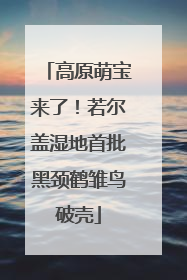 高原萌宝来了！若尔盖湿地首批黑颈鹤雏鸟破壳