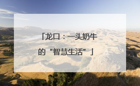 龙口：一头奶牛的“智慧生活”