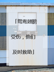 鸳鸯翅膀受伤，他们及时救助